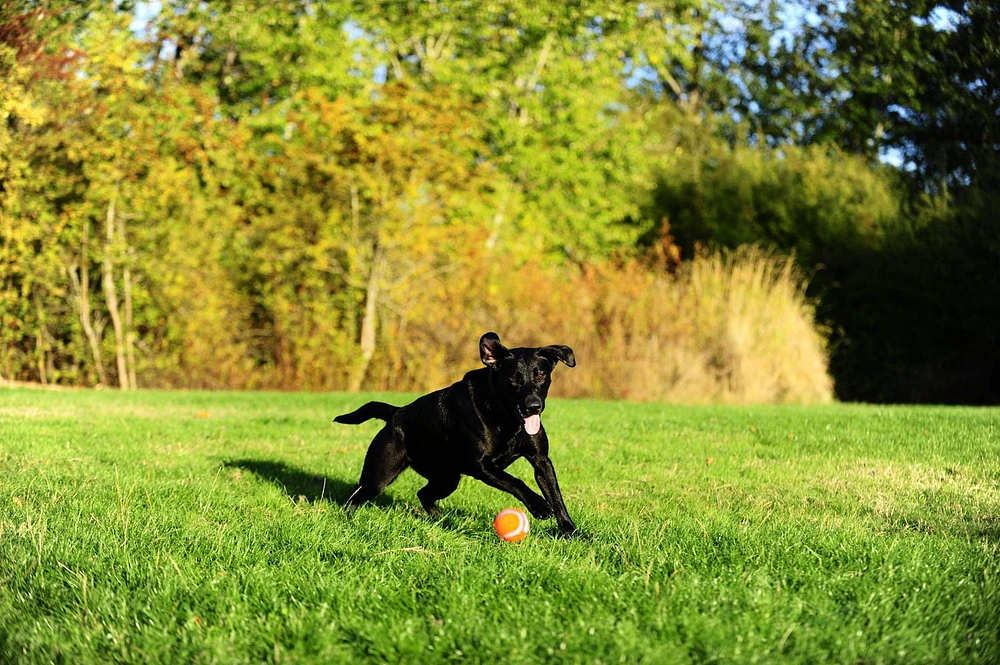 CHUCKIT! TENNIS BALL 4-PACK MEDIUM DOG TOY
