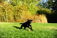 CHUCKIT! TENNIS BALL 4-PACK MEDIUM DOG TOY