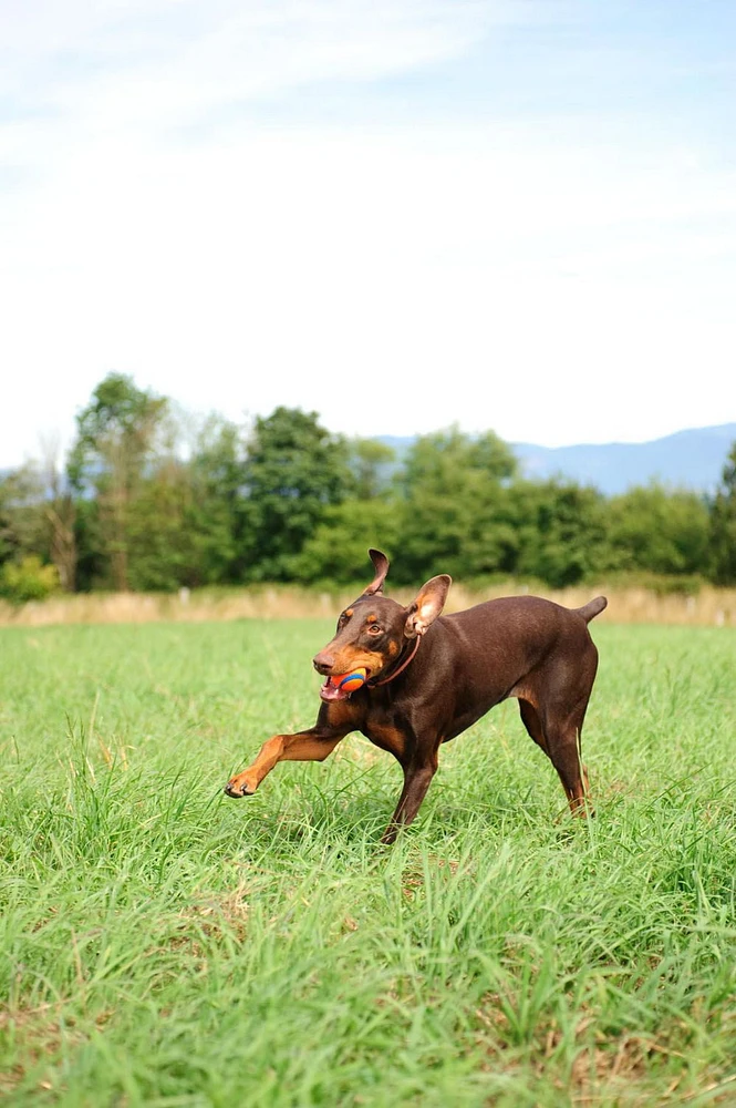 Chuckit! Ultra Balle (jouet pour chien petites; paquet de 2)
