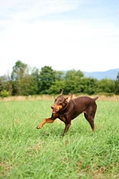 Chuckit! Ultra Balle (jouet pour chien petites; paquet de 2)