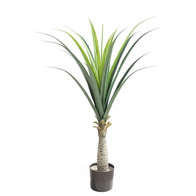 Yucca Plant