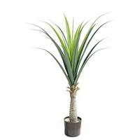 Yucca Plant