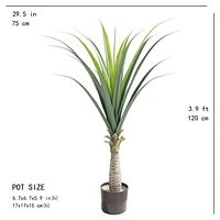 Yucca Plant