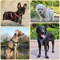 Jespet Padded Front Dog Harness
