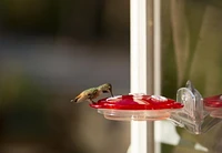 More Birds 3-in-1 Hummingbird Feeder - Red Hanging Multi-Use Feeder with 6oz Nectar Capacity & Bee Guard, 3-in-1 Hummingbird Feeder