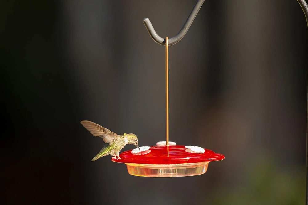 More Birds 3-in-1 Hummingbird Feeder - Red Hanging Multi-Use Feeder with 6oz Nectar Capacity & Bee Guard, 3-in-1 Hummingbird Feeder