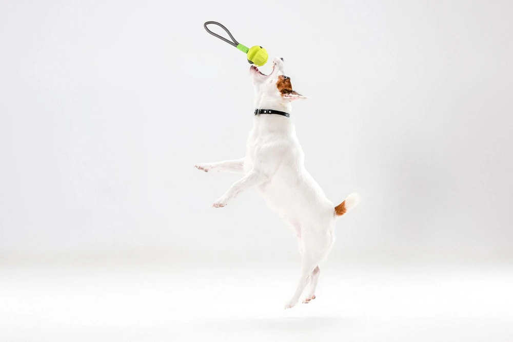 Jouet interactif pour chien Tug Of War - Balle avec corde