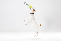 Jouet interactif pour chien Tug Of War - Balle avec corde
