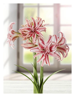 TASC BULBS AMARYLLIS DOUBLET - 1 BULB