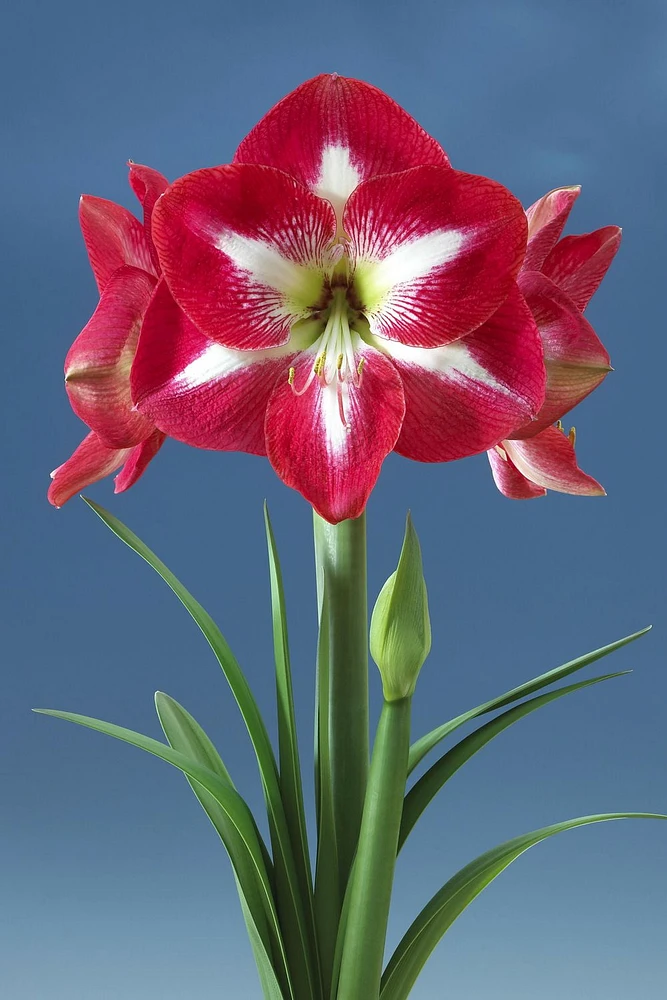 Amaryllis Monte Carlo 1 Bulb