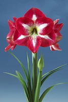 Amaryllis Monte Carlo 1 Bulb