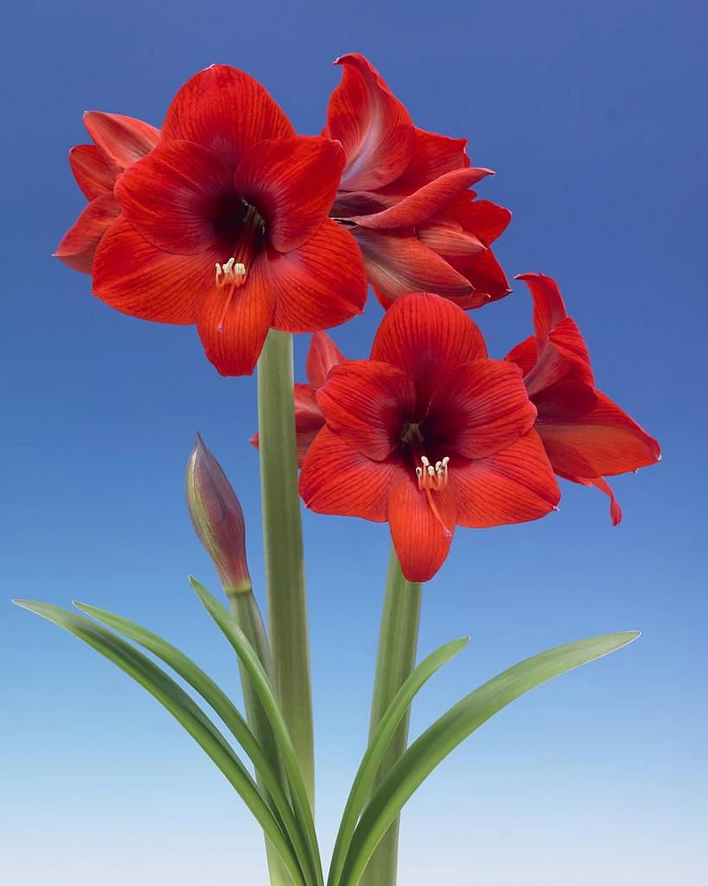 TASC BULBS AMARYLLIS FLORIS HEKKER- 1 BULB