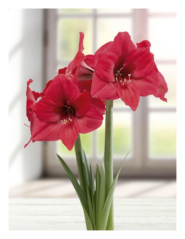 TASC BULBS AMARYLLIS PLEASURE- 1 BULB