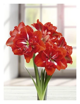 TASC FLOWER BULBS - AMARYLLIS HAPPY NYMPH- 1 BULB