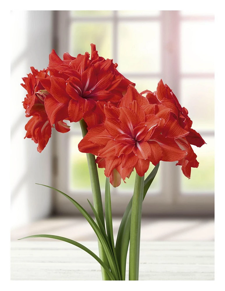 TASC FLOWER BULBS - AMARYLLIS DOUBLE CIRCUS- 1 BULB