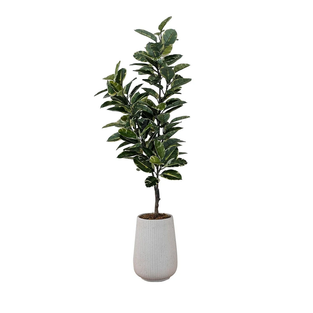 Potted Ficus Lyrata Tree