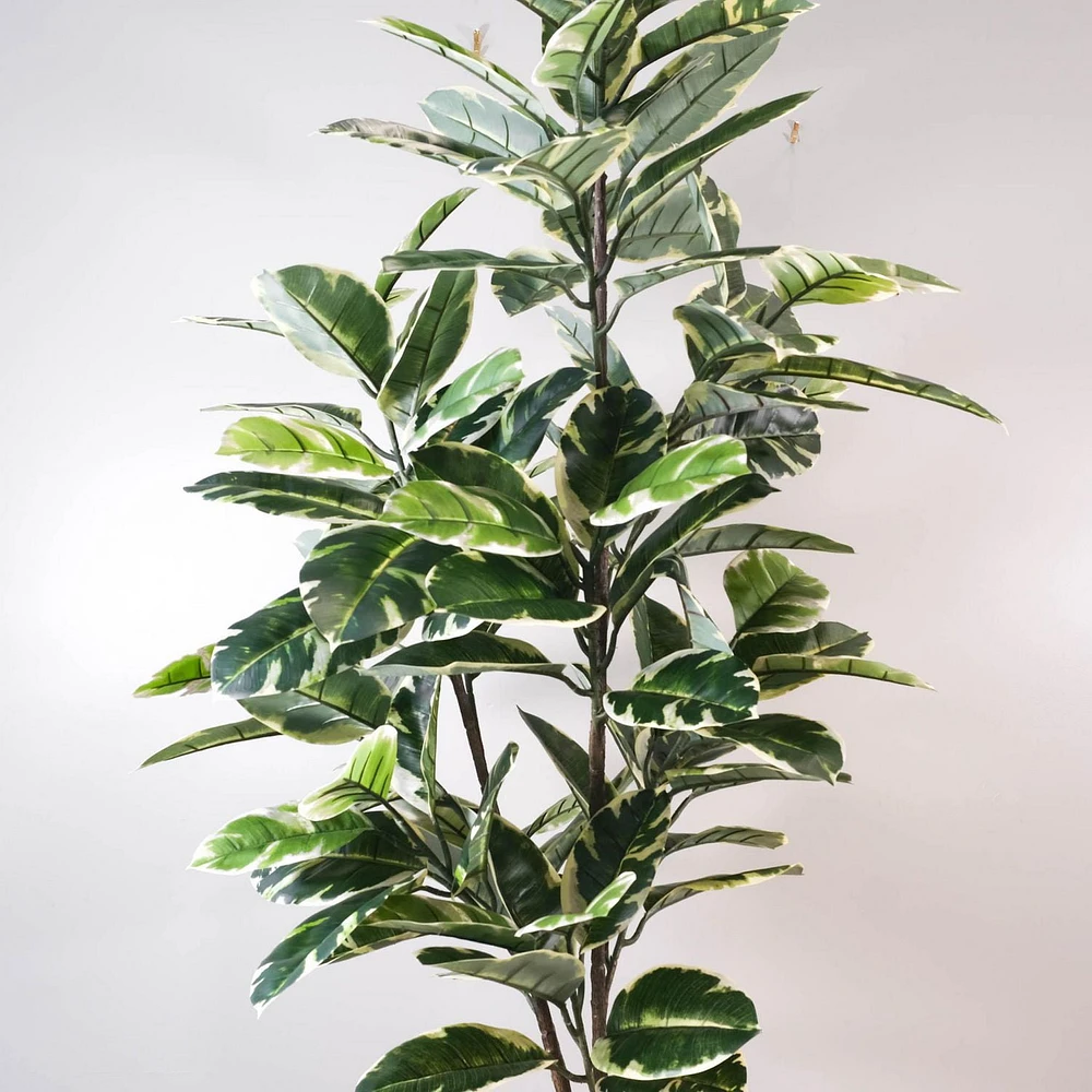 Potted Ficus Lyrata Tree