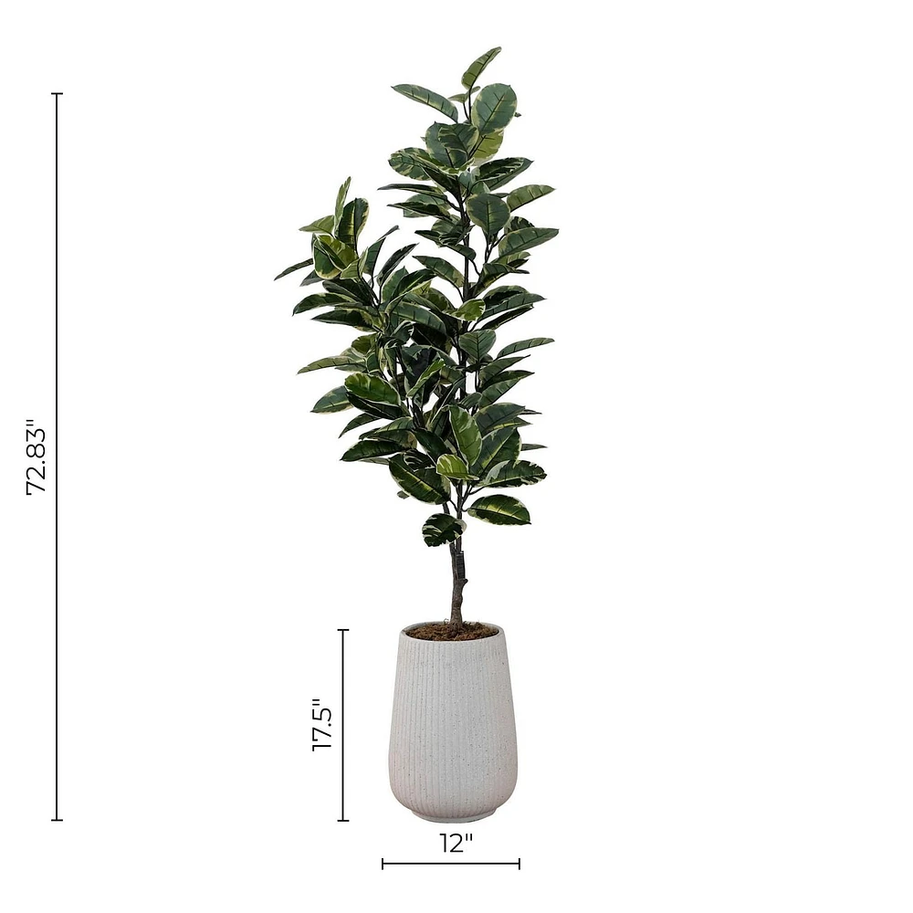 Potted Ficus Lyrata Tree