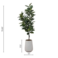 Potted Ficus Lyrata Tree