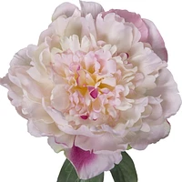 Mainstays Artificial Peony Stem, 12 inch Height / 21-22 Gram