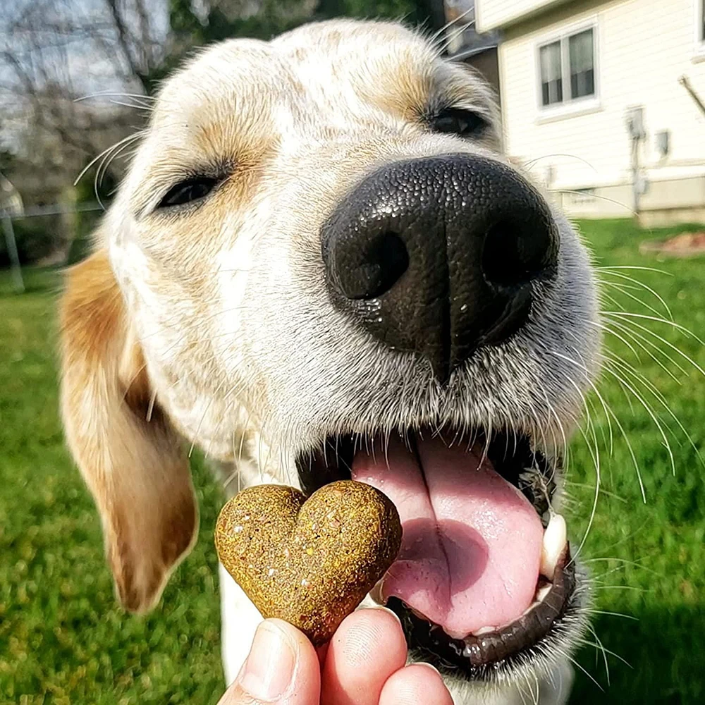 Shameless Pets Pumpkin Nut Partay Upcycled Pumpkin & Peanut Butter Flavoured Soft Baked Biscuit Dog Treats