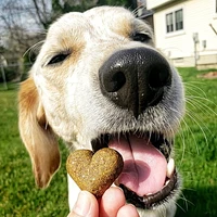 Shameless Pets Pumpkin Nut Partay Upcycled Pumpkin & Peanut Butter Flavoured Soft Baked Biscuit Dog Treats