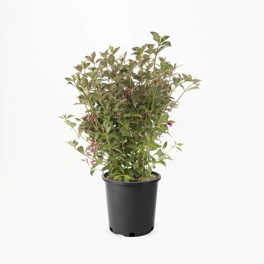 2 Gallon (7.5L) Victoria Weigela Shrub