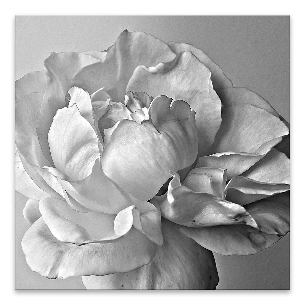 Artissimo Designs Close-Up Of Rose Printed Acrylic - 11.75W x 11.75H x 1D