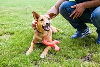 Jouet pour chien Hartz®Boomerang Jouet pour chien à lancer et à récupérer