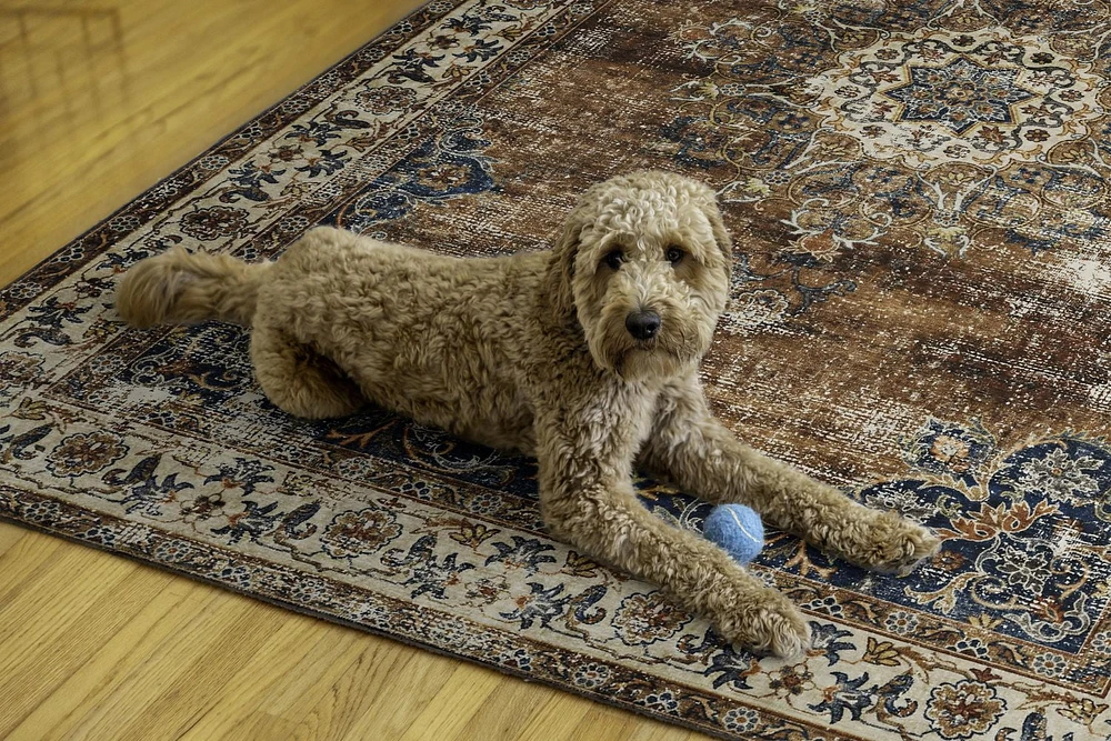 Foster 5' x 7' Washable Area Rug, Russet and Ivory