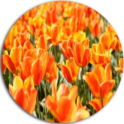 Design Art Fresh Tulip Flowers on Sunny Day' Ultra Glossy Floral Metal Circle Wall Art