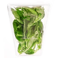 Basilic frais