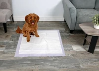 Hartz Home Protection Odeur Lavande 30 ct Tapis de pipi et tapis de dressage extra larges pour chiots et chiens adultes 30ct cousins pour chien