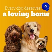Gâteries PEDIGREE Breathbuster pour petits chiens adultes – biscuits croquants avec huile d’eucalyptus et persil sachet de 500 g