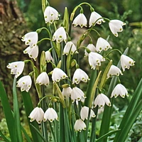 TASC Flower Bulbs - Leucojum  Aestivum (5 Bulbs), Fragrant flowers that come back year after year