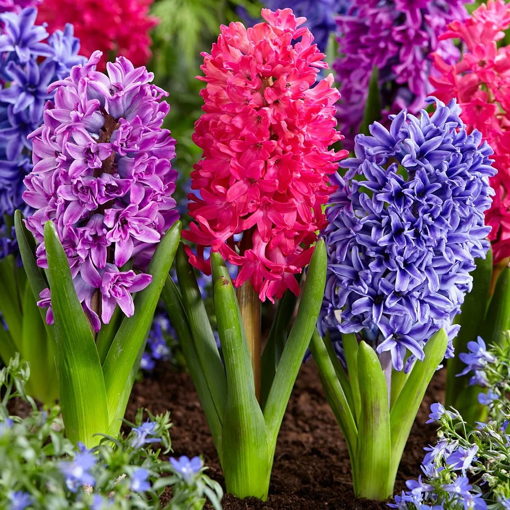 TASC Flower Bulbs - Hyacinth Orientalis Blue, Purple & Red (4 Bulbs), Incredible sweet fragrance