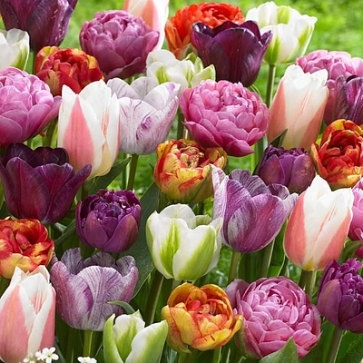 TASC Flower Bulbs - Tulip  Assorted (16 Bulbs), Excellent cut flowers