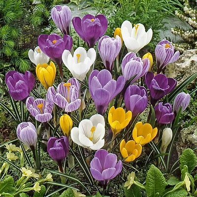 TASC Flower Bulbs - Crocus Vernus & Flavus Assorted (30 Bulbs), First colour of spring