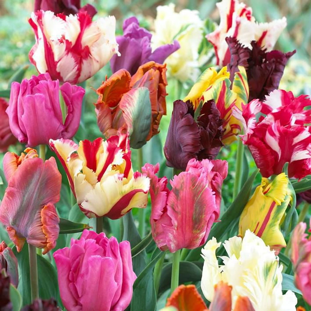 TASC Flower Bulbs - Tulip Parrot Assorted (16 Bulbs), Unique shaped flowers