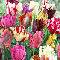 TASC Flower Bulbs - Tulip Parrot Assorted (16 Bulbs), Unique shaped flowers