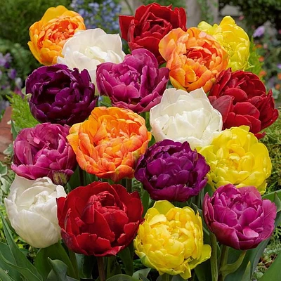 TASC Flower Bulbs - Tulip Double Early Bright Assorted (16 Bulbs), Long-lasting flowers