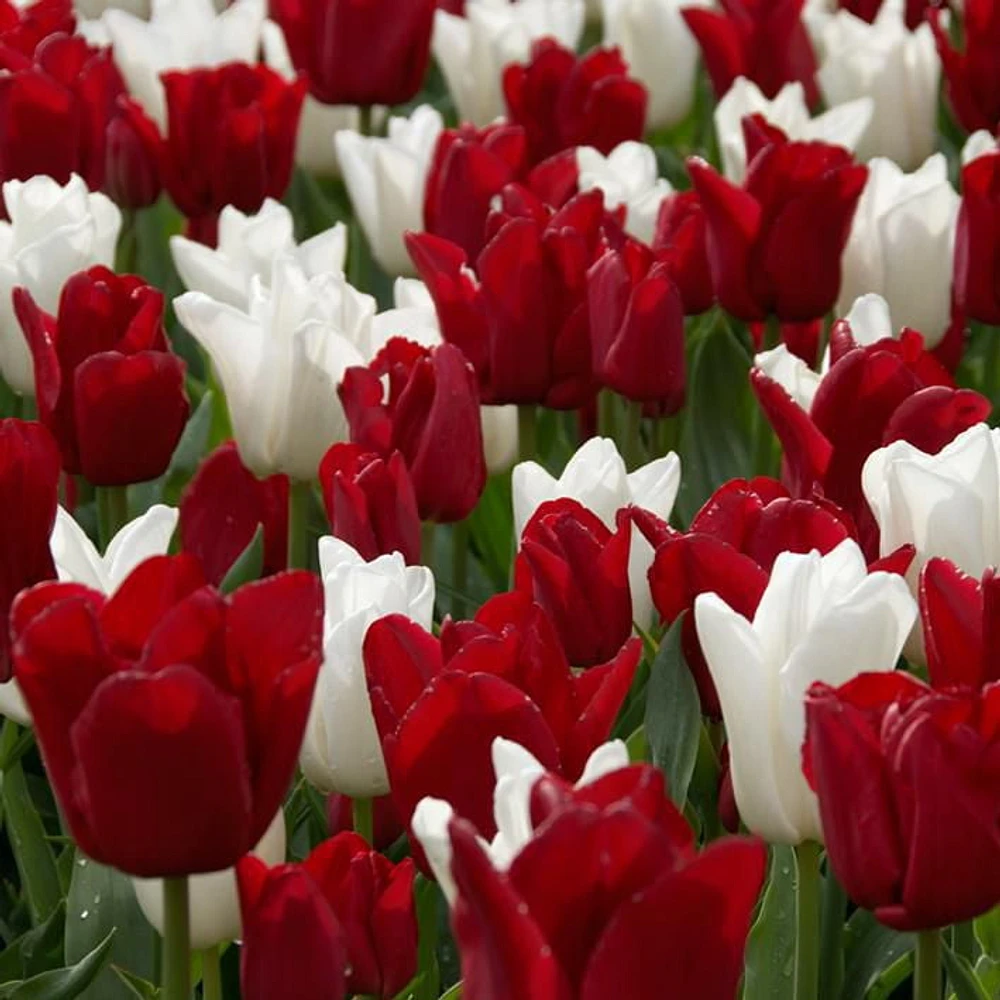 TASC Flower Bulbs - Tulip Triumph Canadian Pride (20 Bulbs)