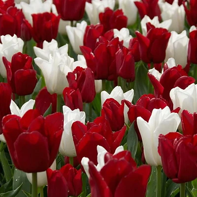 TASC Flower Bulbs - Tulip Triumph Canadian Pride (20 Bulbs)