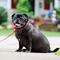Pet Attire by Coastal 3/8" x 6' Red Bones Dog Leash, Small 6' Leash