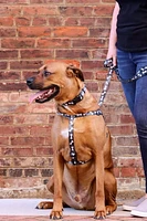 Pet Attire By Coastal Collier pour chien réglable en os noirs, 5/8" x 12"-18"