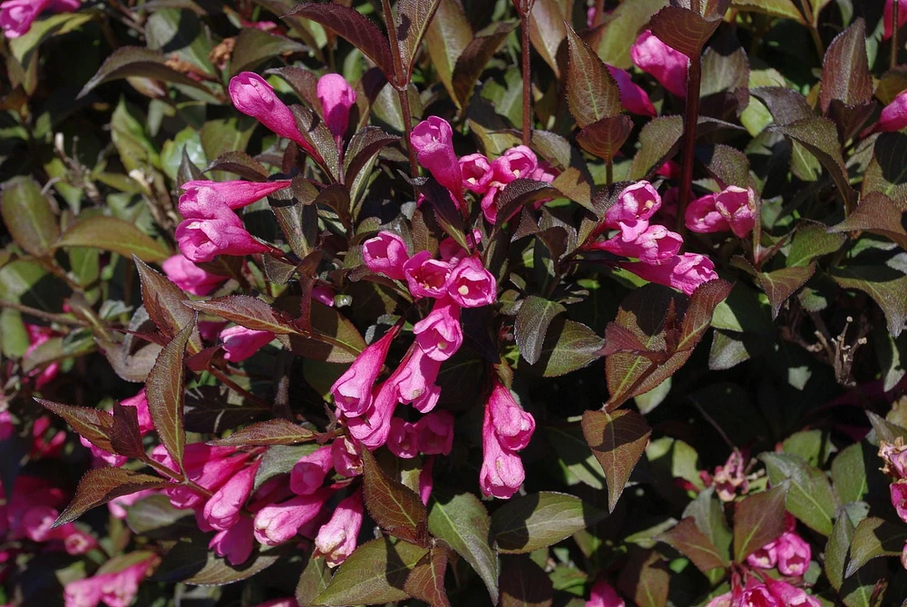 2 Gallon (7.5L) Victoria Weigela Shrub