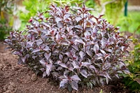 2 Gallon (7.5L) Victoria Weigela Shrub