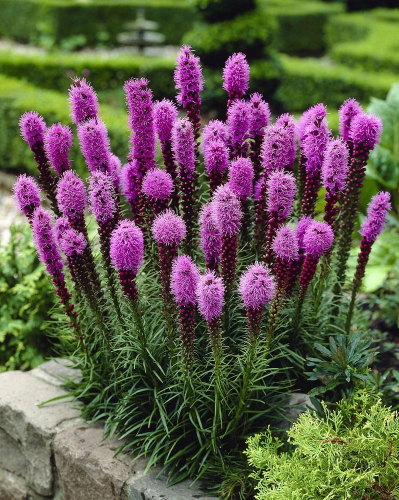 TASC FLOWER BULBS- MISC LIATRIS SPICATA ( 10 BULBS), Brilliant Flowers