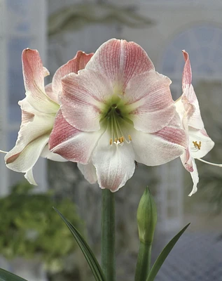 TASC FLOWER BULBS- AMARYLLIS APPLEBLOSOM UPSCALE ( 1 BULB), Great when planted in containers.