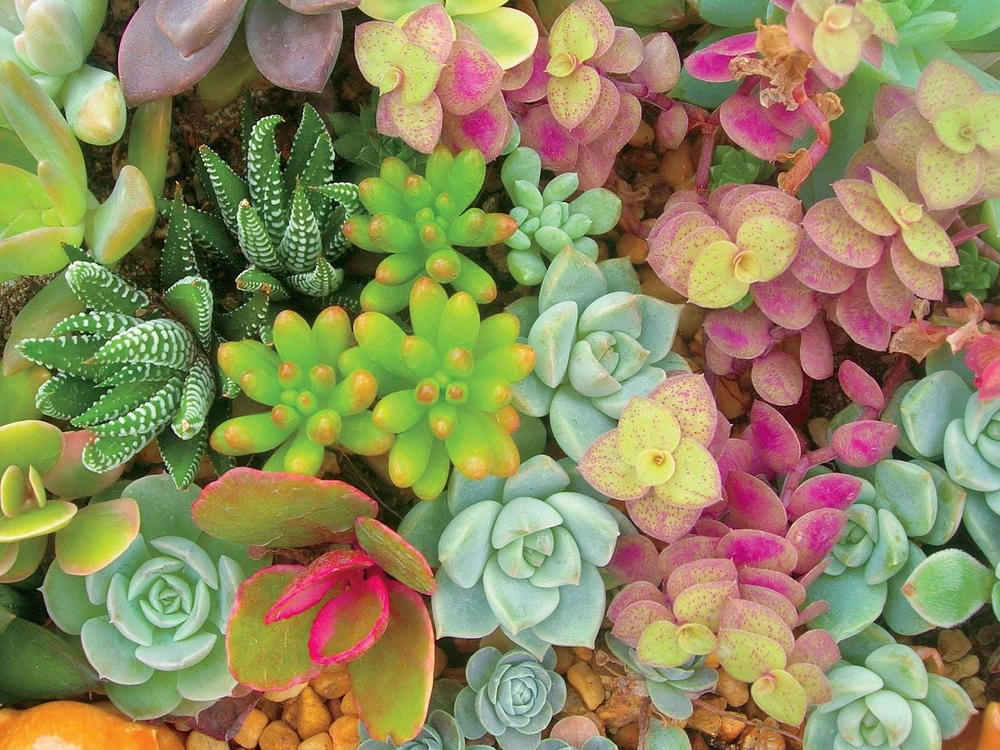 SUCCULENTS - BRIGHT - 300 PIECE PUZZLE